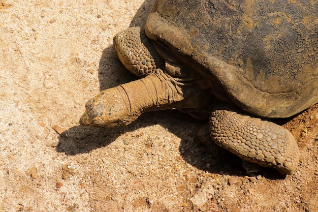 動物園の檻の中のカメ