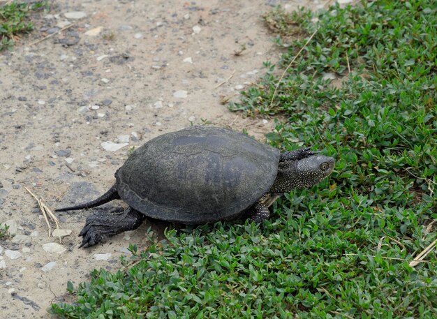 The tortoise crawls along the green grass Ordinary river tortoise of temperate latitudes The tortoise is an ancient reptile