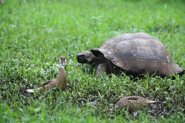 草原にあるカメとアヒル