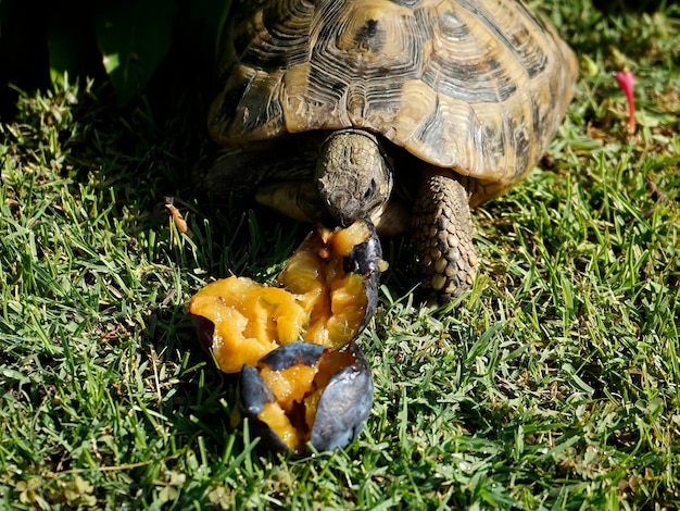 Tortoise eating ripe plum on the grass