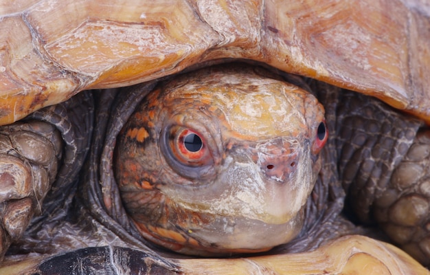 Photo tortoise head