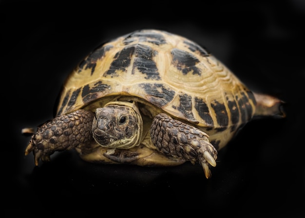 Una tartaruga isolata sul nero