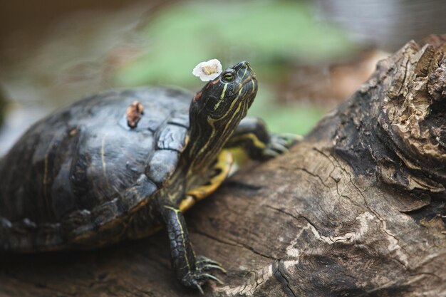 The tortoise lies on a log with a flower on its head, resting in the fresh air