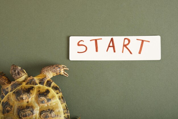 Tortoise near the start line on green background