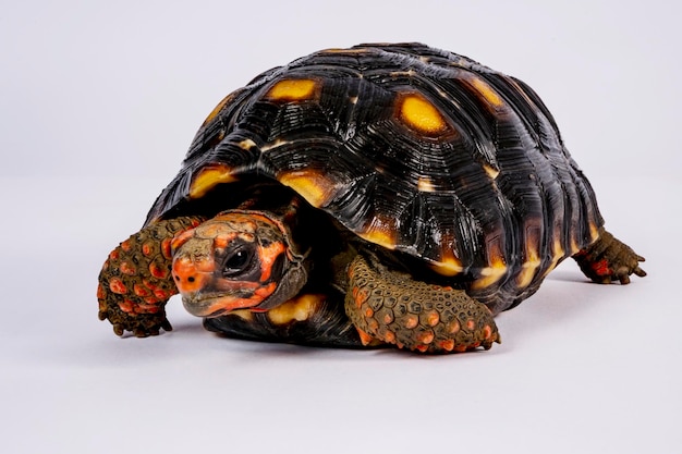 거북이 Redfooted tortoise Chelonoidis carbonarius는 남아메리카 북부에서 서식하는 거북이의 종입니다.