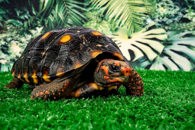 거북이 Redfooted tortoise Chelonoidis carbonarius는 남아메리카 북부에서 서식하는 거북이의 종입니다.