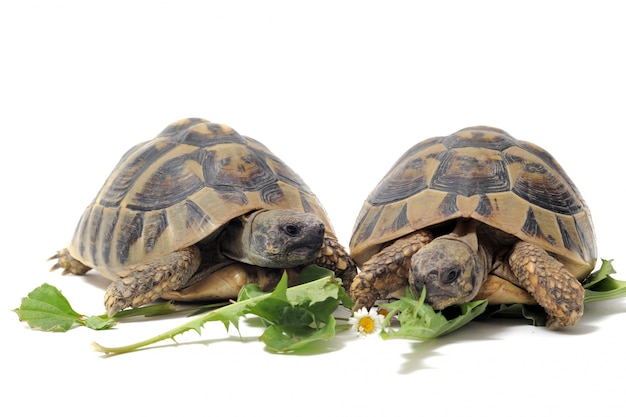 Tortoises eating