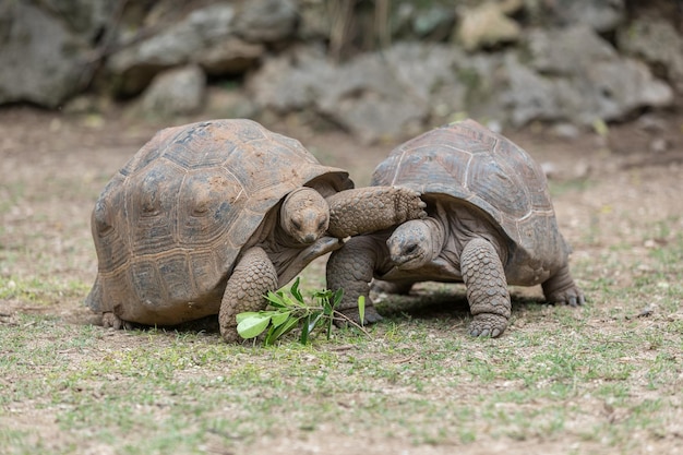 Photo tortoises on ground