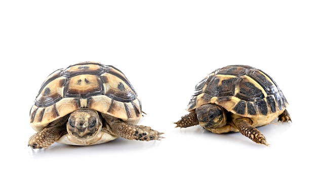 Photo tortoises in studio