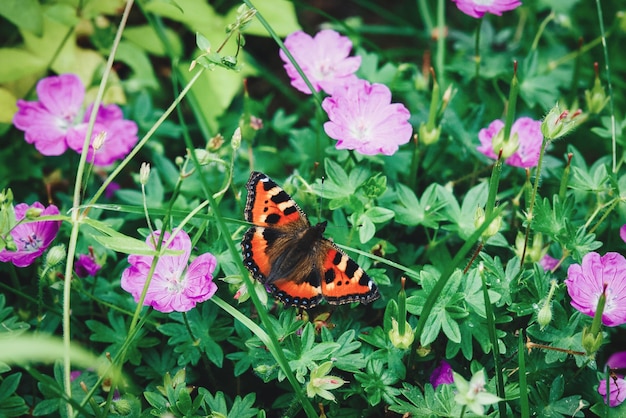 Farfalla tartaruga su piante da giardino fiorite in estate aglais urticae nymphalis urticae