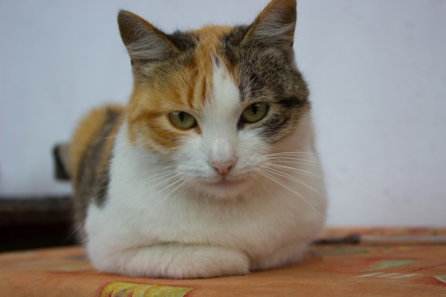 A tortoiseshell cat lying on the table