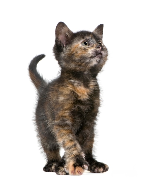 Tortoiseshell kitten with 2 months.