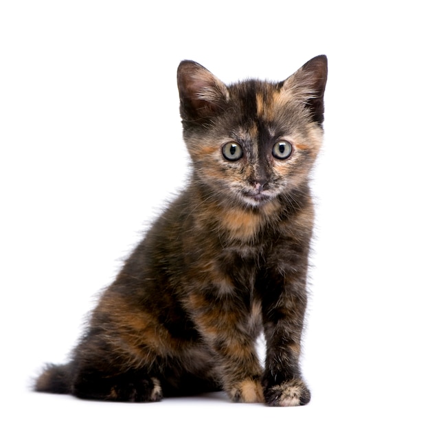 Tortoiseshell kitten with 2 months.