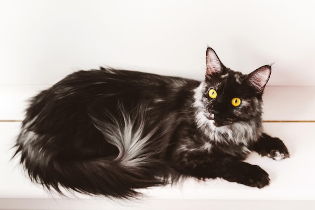 Tortoiseshell Maine Coon Cat