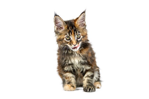 Tortoiseshell Maine coon kitten, isolated. Cute maine-coon cat. Little funny purebred cat with tortoiseshell color