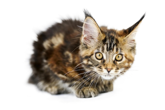 Tortoiseshell Maine coon kitten, isolated. Cute mainecoon cat on white