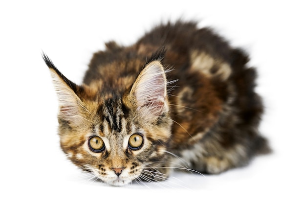 Tortoiseshell Maine coon kitten isolated