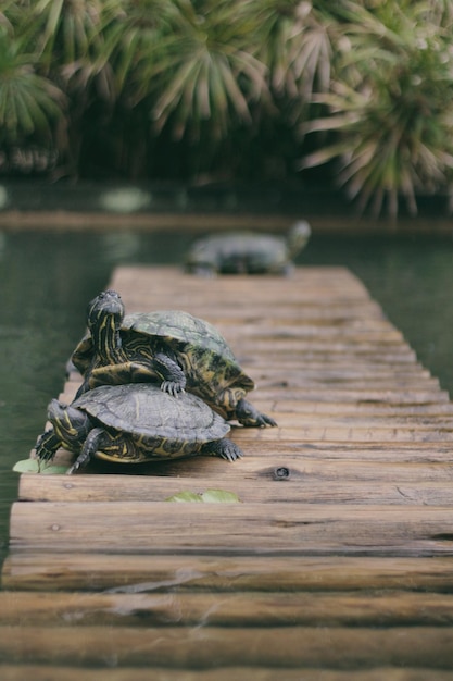 Photo tortugas de agua