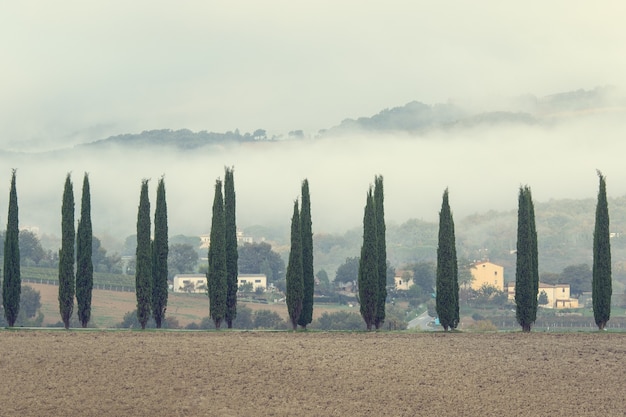 Foto toscaanse bomen op het platteland, italië.