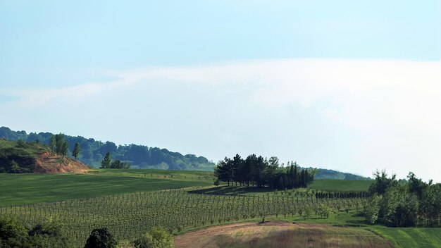 Toscaanse heuvels. Lente Wijngaard