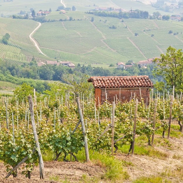 Toscane. Wijngaard midden in het bekendste wijngebied van Italië.