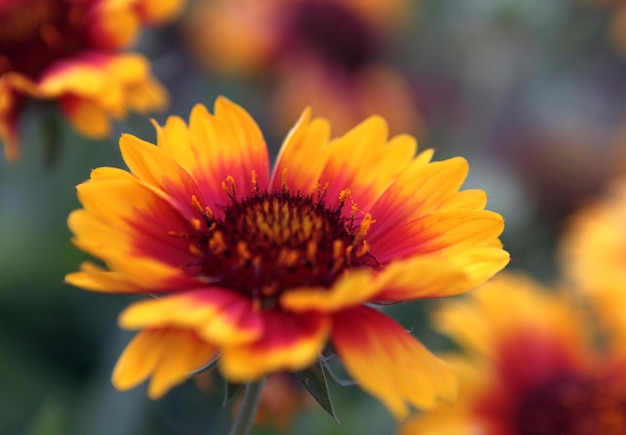 Tot bloei gekomen gele camomilla bloemen. Bloemen en bloemblaadje concept.