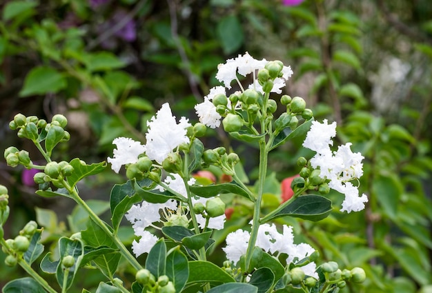 Tot bloei gekomen witte viburnum tinus bloem en knoppen close-up in de tuin