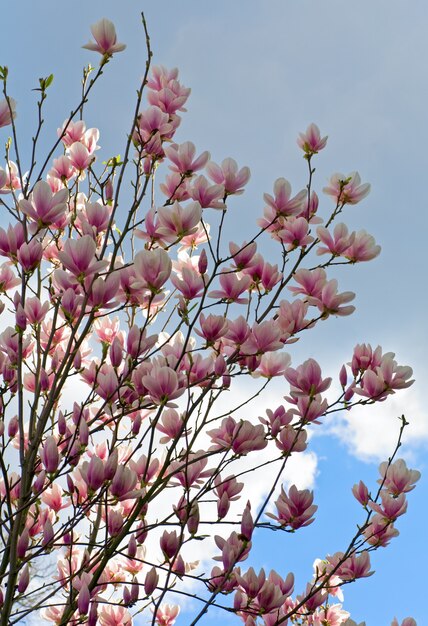 Foto tot bloei komend takje van magnolia-boom op bewolkte hemeloppervlakte