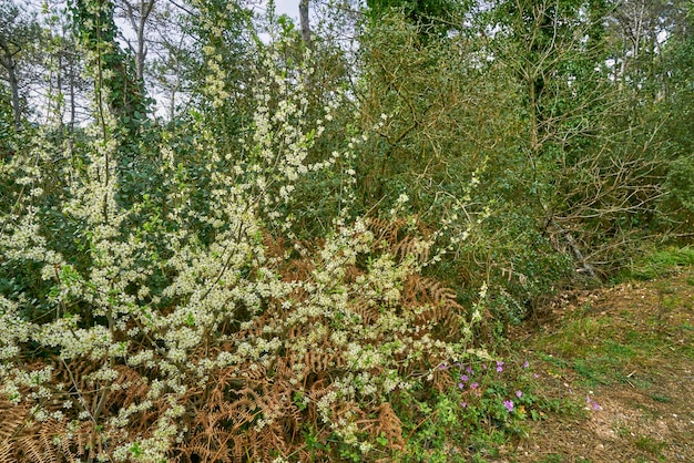 Tot bloei komende boom met witte bloemen