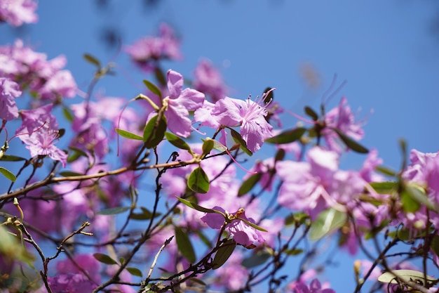 Tot bloei komende boom van oleander in park