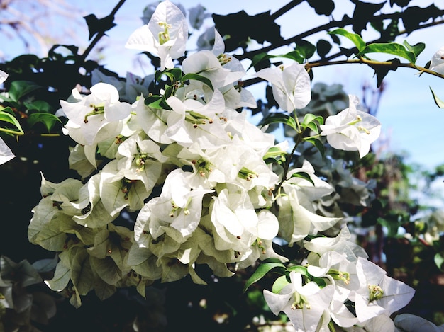 Tot bloei komende boombrunch met witte bloemen