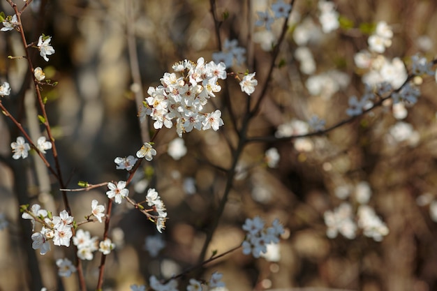 Tot bloei komende branchwith bloemen van kersenpruim. bloeiende boom. idee en concept van lente, ontwaken en gezondheid