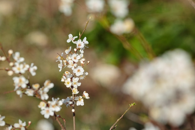 Tot bloei komende branchwith bloemen van kersenpruim. bloeiende boom. idee en concept van lente, ontwaken en gezondheid