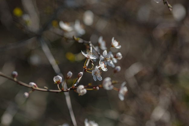 Tot bloei komende branchwith bloemen van kersenpruim. Bloeiende boom. idee en concept van lente, ontwaken en gezondheid