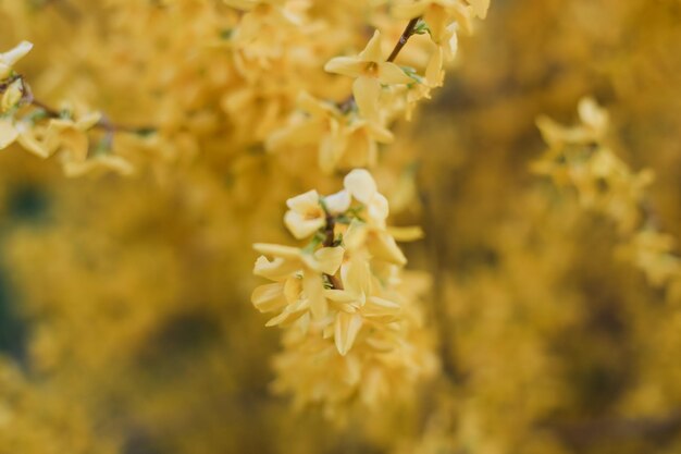 Tot bloei komende gele bloemen van forsythia in de tuin in de lente