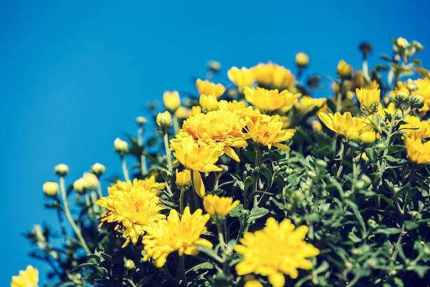 Tot bloei komende gele chrysantenbloemen in een tuin tegen blauwe hemel Bloemenachtergrond