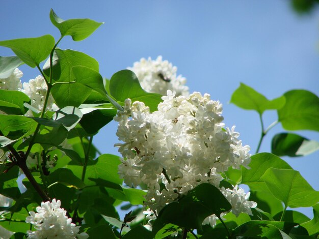 Foto tot bloei komende gewone syringa vulgaris seringen macro bush witte cultivar lilywhite bloeiende planten