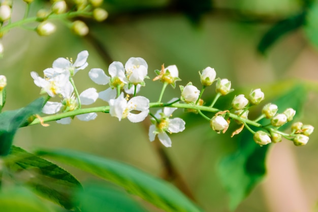 Tot bloei komende gewone vogelkers (Prunus padus) op het zachte zonlicht. Bloemen vogelkers boom close-up. Macrofoto bloeiende hagberry (Mayday-boom). De lente.