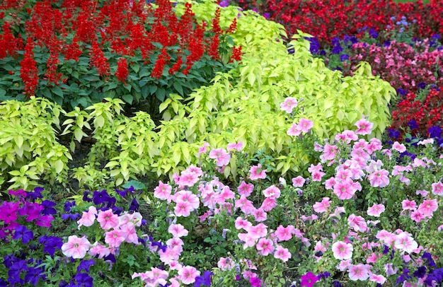 Tot bloei komende kleurrijke bloembedden in het stadspark van de zomer