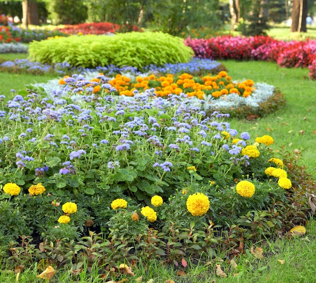 Tot bloei komende kleurrijke bloembedden in het stadspark van de zomer