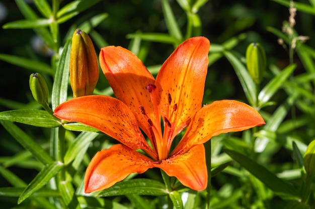 Tot bloei komende oranje lelie in natuurlijk lichtschot van de de zomertuin