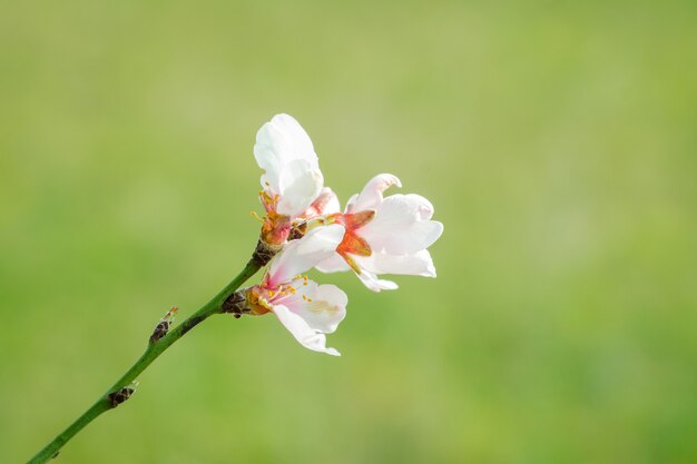 Tot bloei komende perzikbloem in de lente.