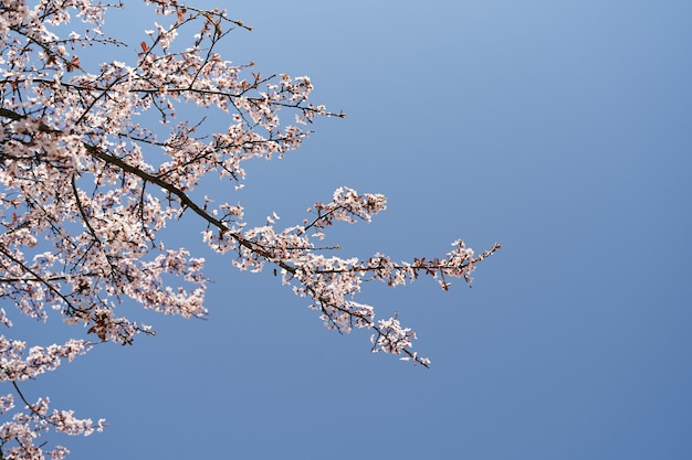 Tot bloei komende roze boomtakken tegen een heldere blauwe hemelclose-up