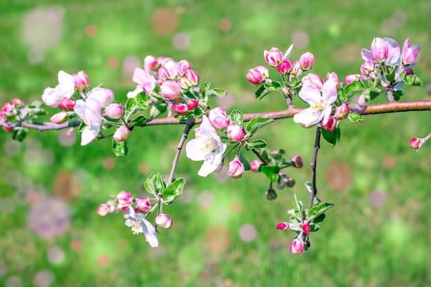 Tot bloei komende tak van een appelboom tegen de achtergrond van groen gras met veelkleurige bokeh. Lente behang.