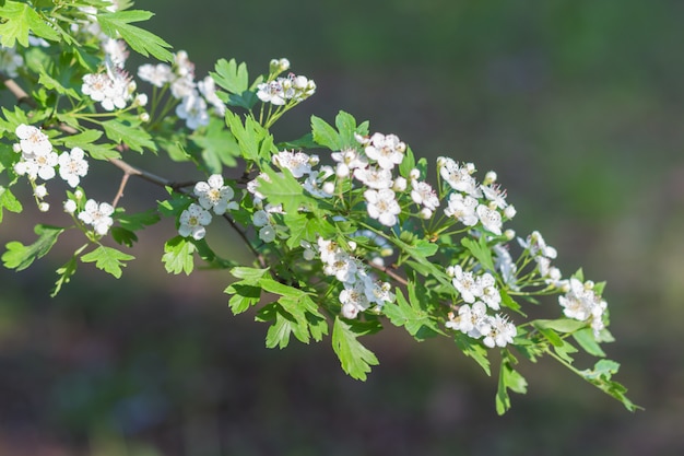 Tot bloei komende tak van haagdoorn in de botanische tuin