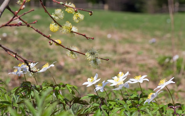 Tot bloei komende witte anemoonbloemen op de rand van het de lentebos en wilgentakje met knoppen