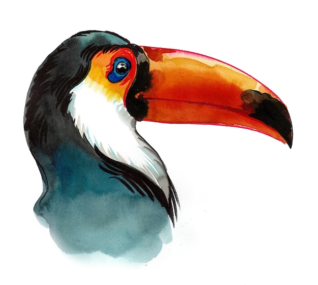 toucan bird head ink and watercolor drawing