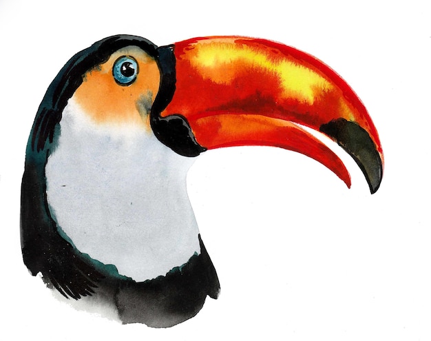 toucan bird head ink and watercolor drawing