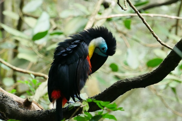 シンガポールの自然の中でオオハシ鳥