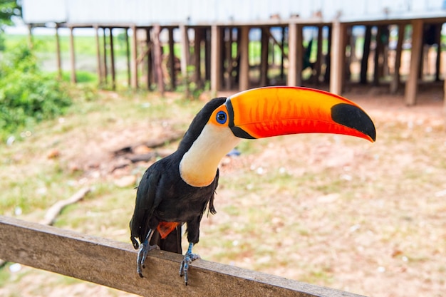 Toucan bird on nature in boca de valeria, amazon river, brazil. Tropical bird with orange beak on perch. Animal, fauna, wildlife. Nature, ecology, environment. Wanderlust, vacation, trip.